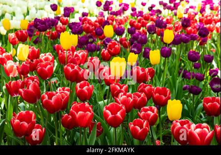 Holland, USA. Mai 2021. Das am 2. Mai 2021 aufgenommene Foto zeigt Tulpen beim Tulip Time Festival 2021 in Holland, Michigan, USA. Quelle: Joel Lerner/Xinhua/Alamy Live News Stockfoto