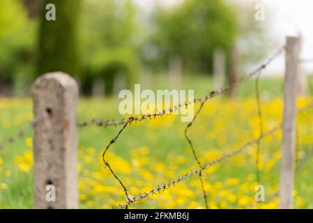 Stacheldraht in der Frühlingslandschaft. Vor dem Hintergrund einer verschwommenen Wiese mit Dandelionen steht ein Zaun aus Stacheldraht. Stockfoto