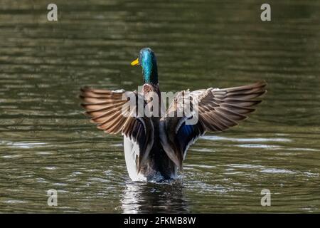 Stockente (Anas Platyrhynchos) mit Flügeln Stockfoto