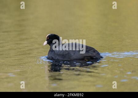 Eurasische Blässhuhn (Fulica Atra) Stockfoto