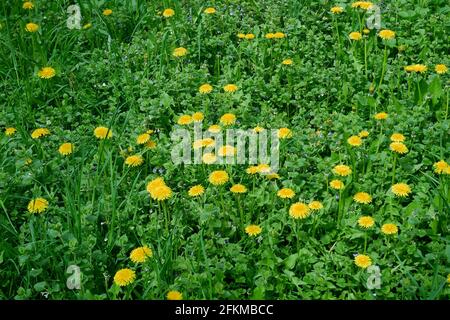 Blühender Löwinenzapfen (lat. Taraxacum officinale) auf der Wiese unter verschiedenen Kräuterpflanzen am Frühlings-Sonnentag im vergangenen April, Nahaufnahme Stockfoto