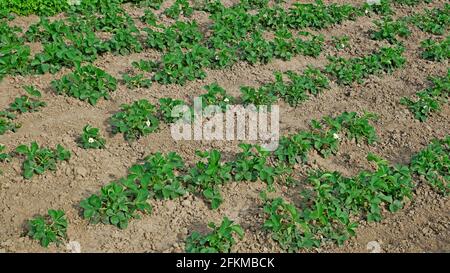 Reihen blühender grüner Erdbeerpflanzen im Boden im Frühjahr Sonniges Wetter Stockfoto