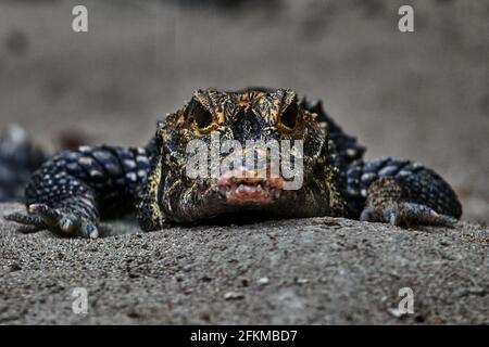Nahaufnahme eines spektakulären Caiman, Caiman crocodilus Stockfoto