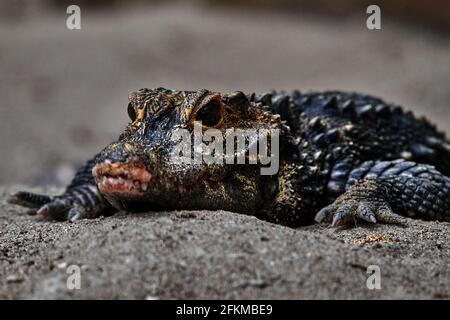Nahaufnahme eines spektakulären Caiman, Caiman crocodilus Stockfoto