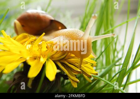 Dandelionenfeld mit einer Schnecke. Gelbe Blume auf grünem Gras. Stockfoto