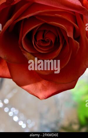Nahaufnahme einer einzelnen orangefarbenen Rose über einer reflektierenden Oberfläche und auf einem schwarzen Hintergrund mit Fokus-Stacking-Technik. Stockfoto