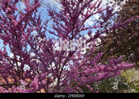Ein lila blühender roter Knospenbaum (Circis canadensis) mit blauem Himmel. Das Foto wurde im Frühling in Iowa aufgenommen. Stockfoto