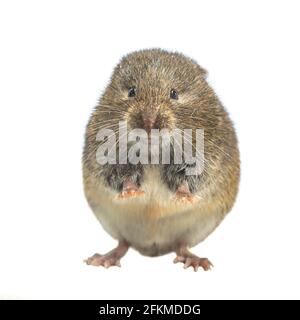 Feldmaus oder Kurzschwanzmaus (Microtus agrestis). Kleine Wühlmaus mit braunem Fell, die auf dem Hinterbein auf weißem Hintergrund steht Stockfoto