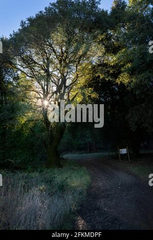 Die Sonne scheint durch die Eiche, Mount Tamalpais Stockfoto