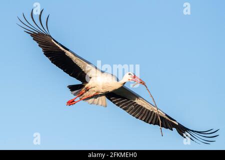 Weißer Storch im Flug, Clapper Storch (Ciconia ciconia), Kanton Zürich, Schweiz Stockfoto