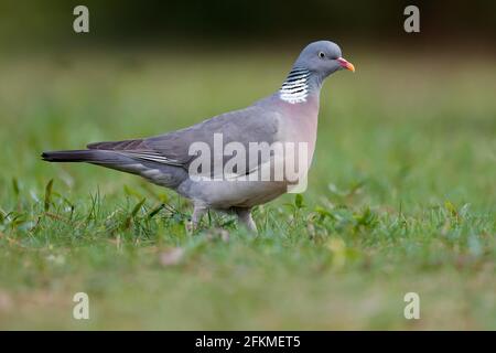 Gewöhnliche Waldtaube (Columba palumbus) auf einer Wiese, Deutschland Stockfoto