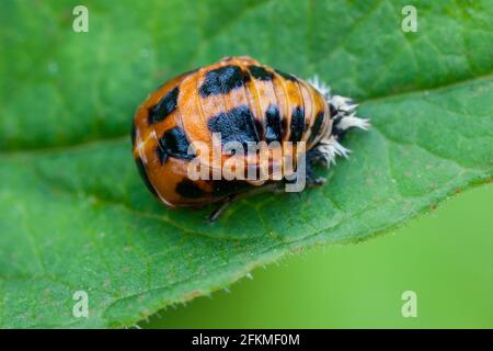 Asian Lady Beetle (Harmonia axyridis), Pupa, Deutschland Stockfoto