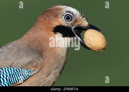 Eurasischer eichelhäher (Garrulus glandarius), mit Walnuss, DeutschlandEurasischer Eurasischer eichelhäher, mit Walnuss Stockfoto