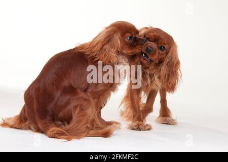 Cavalier King Charles Spaniel, Ruby Stockfoto