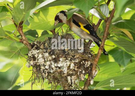 Europäischer Goldfink (Carduelis carduelis) am Nest, das die Jungvögel füttert, Nordrhein-Westfalen, Deutschland Stockfoto