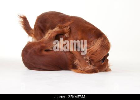 Cavalier King Charles Spaniel, Ruby Stockfoto