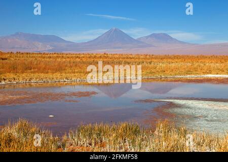 Licancabur Vulkan, Lagune, Altiplano, Chile Stockfoto