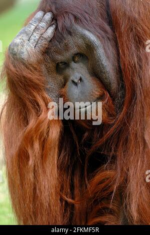 Borneo-Orang-Utan, männlich (Pongo pygmaeus pygmaeus) Stockfoto