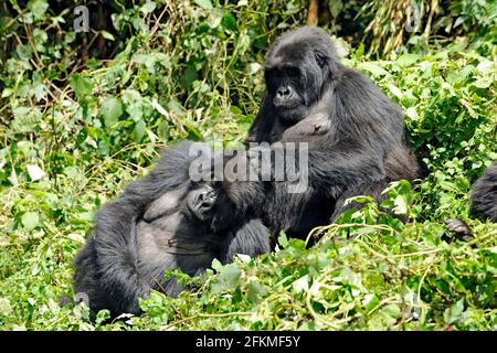 Berggorillas (Gorilla beringei beringei), Ruanda Stockfoto