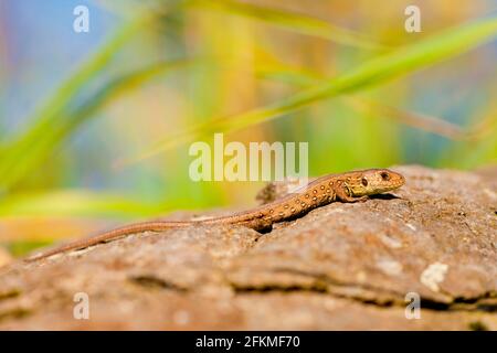 Sandeidechse (Lacerta agilis), Jungtier, Rheinland-Pfalz, Deutschland Stockfoto