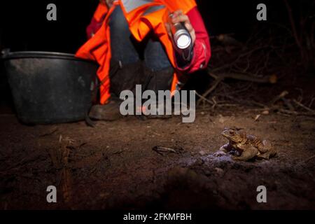 Kröte (Bufo bufo) Kröte-Migration, Rheinland-Pfalz, Deutschland Stockfoto