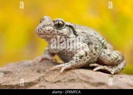 Gewöhnliche Hebammenkröte (Alytes Geburtshelfer), Rheinland-Pfalz, Deutschland Stockfoto