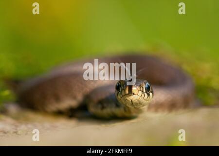 Grasnatter (Natrix natrix), Jungtier, Rheinland-Pfalz, Deutschland Stockfoto