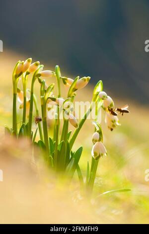 Honigbiene (APIs mellifera), Frühlingsschneehacke (Leucojum vernum) Rheinland-Pfalz, Deutschland Stockfoto