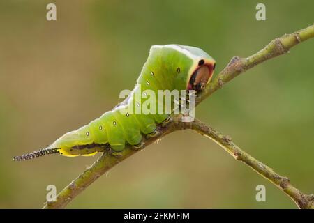 Puss-Motte (Cerura vinula) Caterpillar, Rheinland-Pfalz, Deutschland Stockfoto