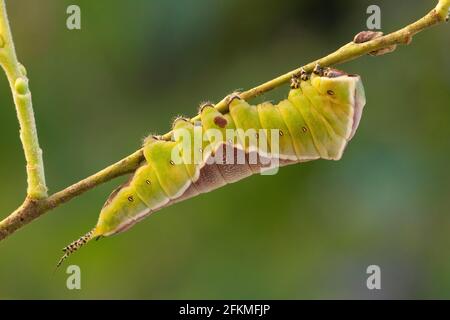 Puss-Motte (Cerura vinula) Caterpillar, Rheinland-Pfalz, Deutschland Stockfoto