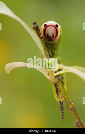 Puss-Motte (Cerura vinula) Caterpillar, Rheinland-Pfalz, Deutschland Stockfoto