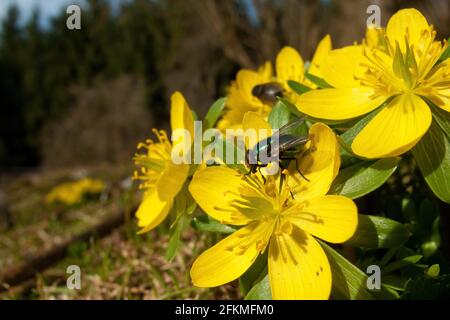 Winterakonit (Eranthis hyemalis), Grüne Flaschenfliege (Lucilia sericata) Rheinland-Pfalz, Deutschland Stockfoto