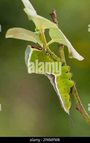 Puss-Motte (Cerura vinula) Caterpillar, Rheinland-Pfalz, Deutschland Stockfoto
