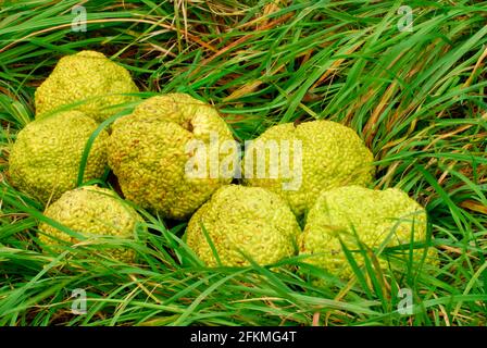 Osage Orange, Früchte (Maclura pomifera) Stockfoto
