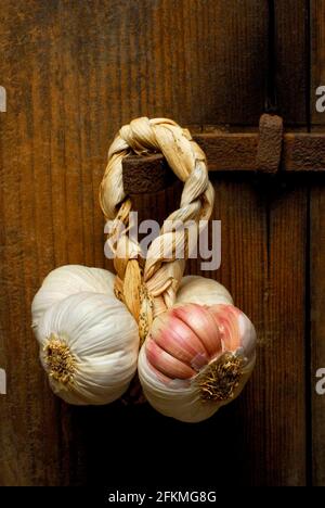 Knoblauchzopf, Aglio rosso di Nubia, roter Knoblauch, Sizilien, Italien Stockfoto