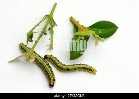 Zachtel-Zuensler Raupen und Blätter, -Zuensler, , Pflanzen (Buxaceae) Stockfoto