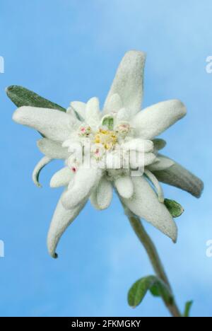 Eßkraut (Leontopodium alpinum) (Leontopodium nivale subsp. Alpinum) Stockfoto