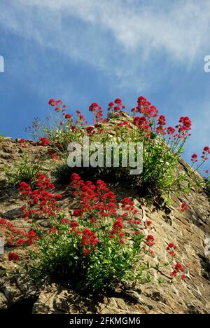 Roter Baldrian (Centranthus ruber) (Centranthus angustifolia) (Centranthus rubra) Baldrian Stockfoto