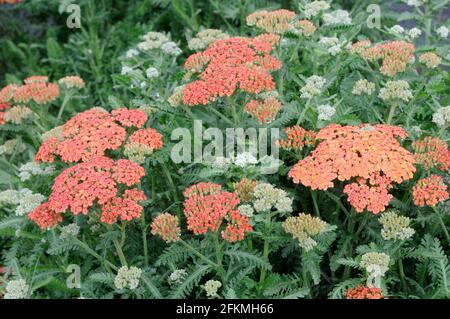 Schafgarbe Sommerfrüchte Lachs (Achillea x Millefolium) Stockfoto