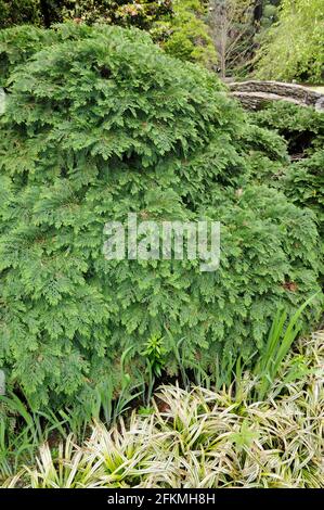 Lawsons Zypresse Nidifera (Chamaecyparis lawsoniana), Port Orford-Cedar Stockfoto