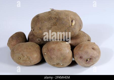 Kartoffeln (Solanum tuberosum) Edzell Blau Stockfoto