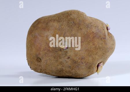 Kartoffel Edzell Blue, Kartoffeln (Solanum tuberosum) Stockfoto