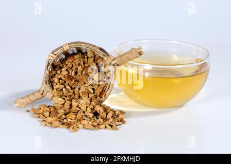 (Toosendan Fructus), Chuan Lian Zi, Pamernoster Tree Fruit Tea Stockfoto