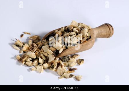 Pomeranze (Aurantii Fructus), Bitterorange, Zhi Qiao, ausgenommen, Objekt Stockfoto