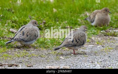 Eine Gruppe von drei trauernden Tauben ( Zenaida macroura ) Fütterung Auf Dem Boden Stockfoto