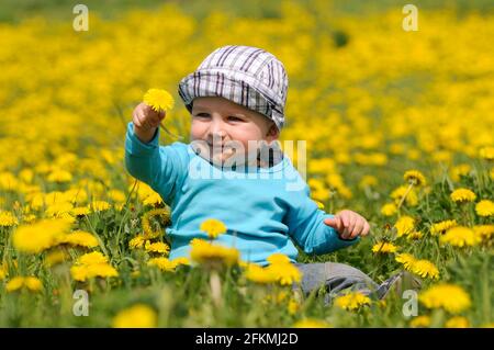 Kleinkind auf Blumenwiese, Löwentchen (Taraxacum officinale), Kriechalter, Mütze Stockfoto