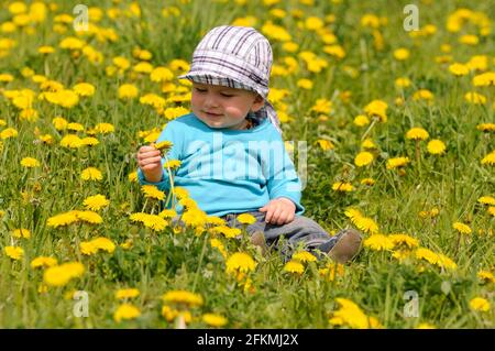 Kleinkind auf Blumenwiese, Löwentchen (Taraxacum officinale), Kriechalter, Mütze Stockfoto