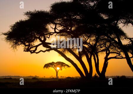 Stachelacacias (Acacia tortilis), Amboseli-Nationalpark, Kenia Stockfoto