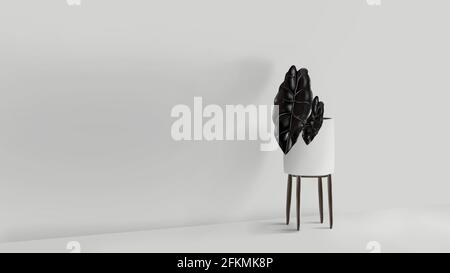 Schwarze Blätter Pflanze in weißem Keramiktopf, Indoor tropische Pflanze auf Hocker. Chantieri Alocasia, Chantieri African Mask Plant. Weißer Innenraum. Stockfoto