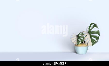 Dekorativer Monstera-Baum in weißem Keramiktopf auf weißem Hintergrund isoliert gepflanzt. Withes und grünes Blatt. Zweifarbige Pflanze. Hellblauer Innenraum. Stockfoto